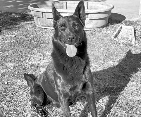 PET OF THE WEEK