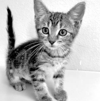 PET OF THE WEEK
