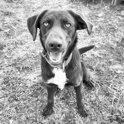 PET OF THE WEEK