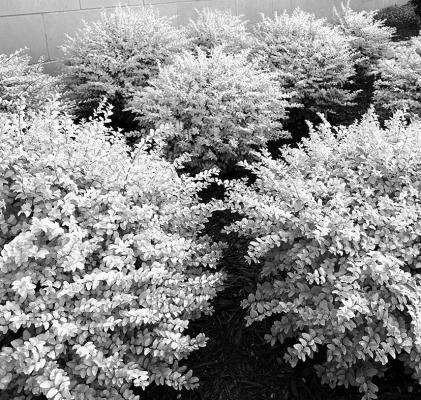 Sunshine ligustrums not stable due to variegation