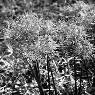 Spider lilies brighten up a fall flower bed.
