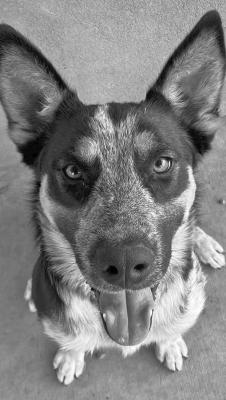 PET OF THE WEEK