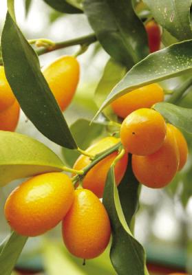 It’s still too early to search for some species of spring plants