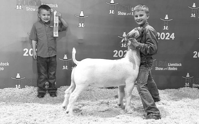Wyatt Renfroe (above) and Rynn Matthews (below), members of the Brewster County 4-H had successful runs at the Houston Livestock Show and Rodeo last week. Both exhibitors qualified for the premium livestock sale, with Matthews placing 14th with her lightweight fine wool sheep, and Renfroe placing 10th with his market goat and 13th with his lightweight medium wool sheep. Courtesy photo