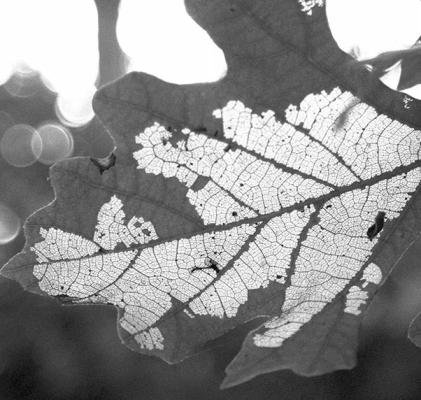 Fungus not the cause of leaf damage in bur oaks
