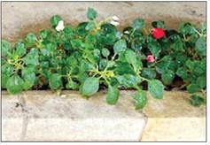 Even organic pesticides should be used with caution around pets