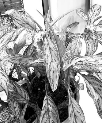 Drought, disease, and pests wreak havoc on trees and other plants