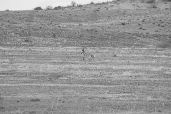 Rangeland conditions vary across the state based on moisture, precipitation outlook