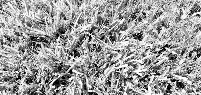 St. Augustine more dominant than bermuda if chinch bugs are kept at bay