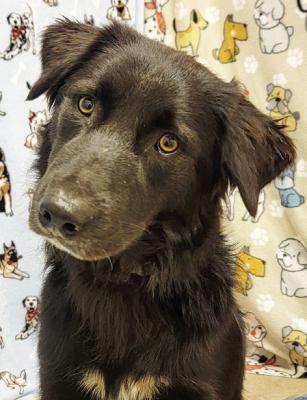 PET OF THE WEEK