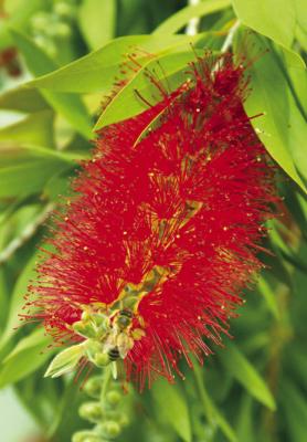 Subtropical plants need time to recover after diebacks