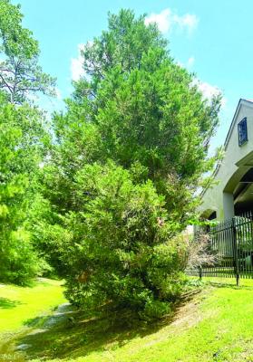 Seiridium canker will be the death of cypress trees
