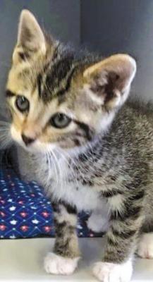 PET OF THE WEEK