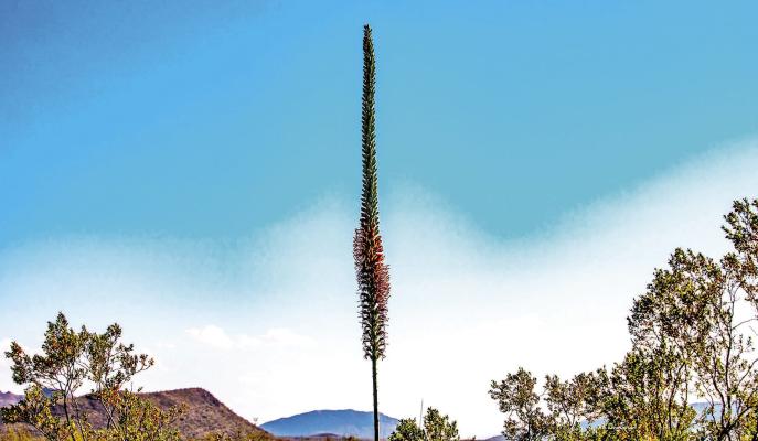 The Big Bend chapter of the Native Plant Society of Texas will continue its 2026 annual plant sale on Saturday, May 2, from 9 a.m. until 1 p.m. at 308 W Ave E in Alpine. Native plants, cacti, flowering plants, perennials, and shrubs will be available for purchase. Cash, check, and cards are accepted. Please help keep Big Bend, Native.