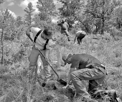Members of the Texas A&amp;M Forest Service plant new, seedling ponderosa pines at the Davis Mountains Preserve. Courtesy photo