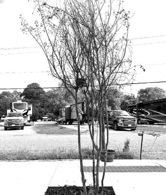 ‘Sooty mold’ a secondary invader for crape myrtles