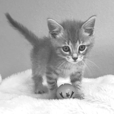 PET OF THE WEEK