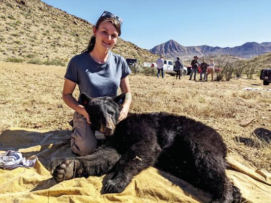 BRI research technician Nicole Dickan sits with an anesthetized black bear that was recently outfitted with a tracking collar. Courtesy photo