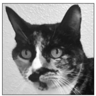 PET OF THE WEEK