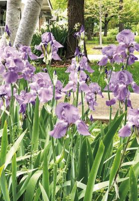 I’ve got weeds and beds that have quit blooming, now what do I do?