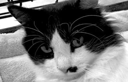 PET OF THE WEEK