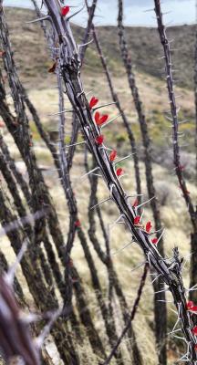 2024 Alpine Photo Contest Winners