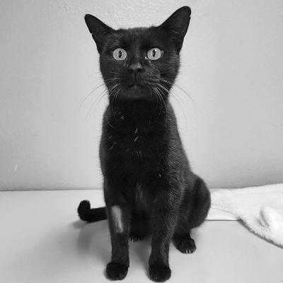 PET OF THE WEEK