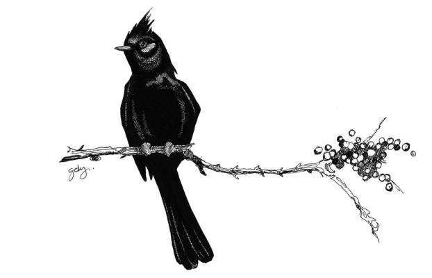 A male Phainopepla, a member of the silky flycatcher family.