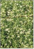 Cutting back, pre-emergent, and 2,4-D applied properly can control cleavers