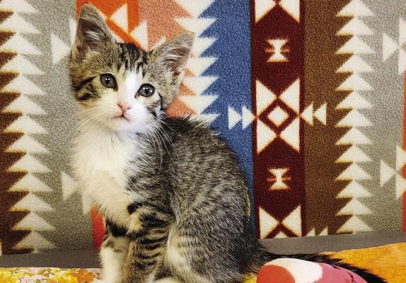 PET OF THE WEEK