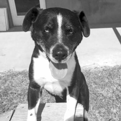 PET OF THE WEEK