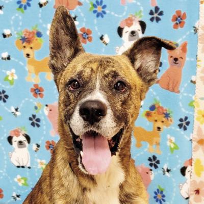 PET OF THE WEEK