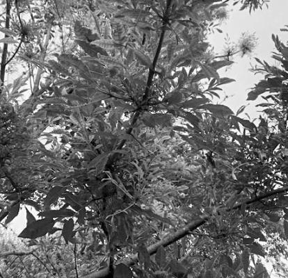 Ash leaves on challenged tree