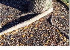 Girdling roots should be removed as soon as possible