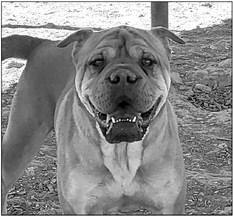 PET OF THE WEEK