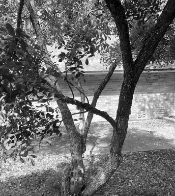Texas mountain laurel trunks growing together not favorable for life of tree