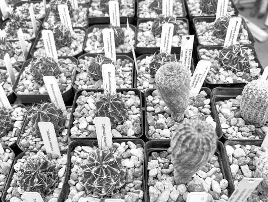CDRI’s Cactus & Succulent Sale, March 11 and 12