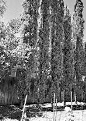 Italian Cypress with freeze damage.