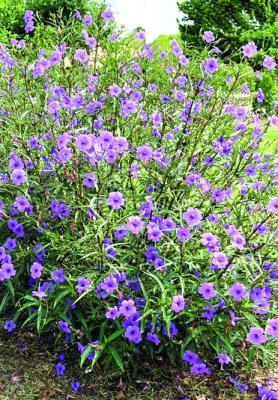 Herbicides and digging, the only way to tame Ruellia
