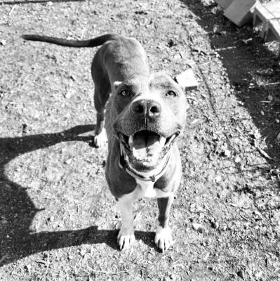 PET OF THE WEEK