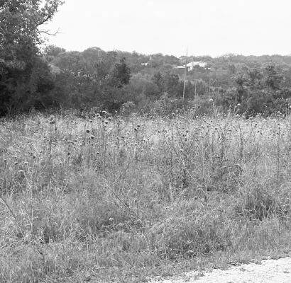 Mowing early and often can keep thistle yields down