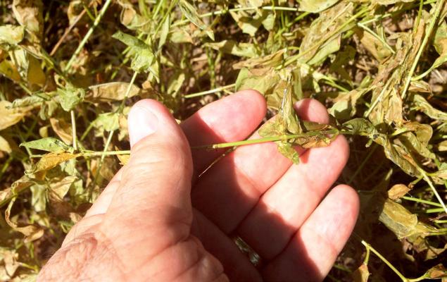 Torched leaves suggest infestation
