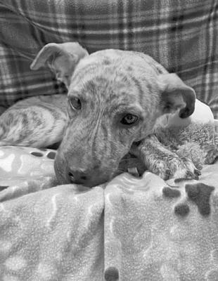 PET OF THE WEEK