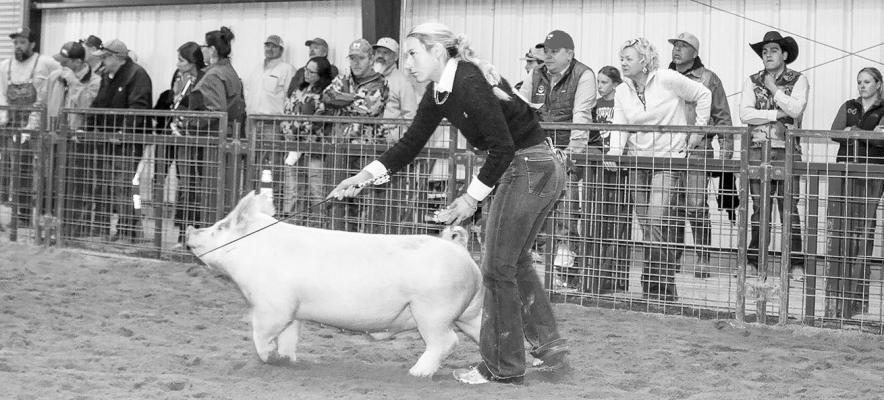 SWINE