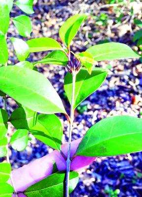 Japanese ligustrum is super invasive