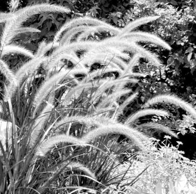 	Trimming dead leaves can lessen the likelihood of fire