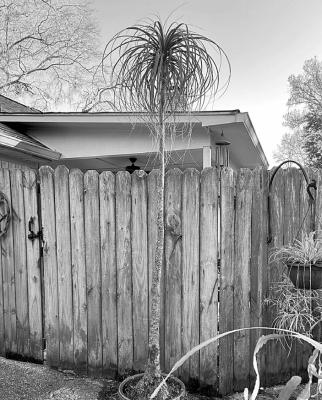 High-nitrogen plant food and cutting back ponytail palms encourages new shoots