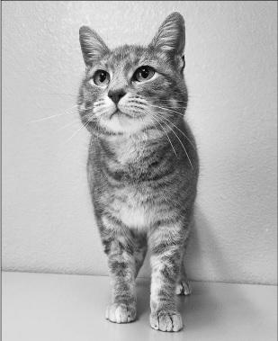 PET OF THE WEEK