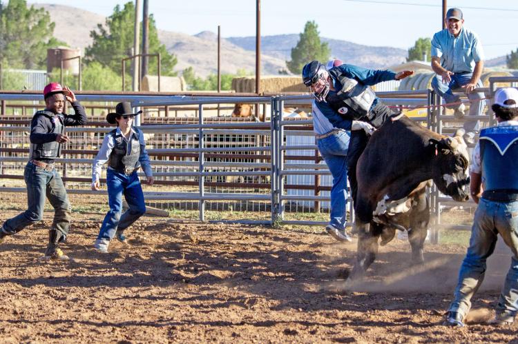Sul Ross bull rider Chases Skene works to correct his position on top of a practice bull recently as his teammates and coach look on in encouragement. Photo by Kara Gerbert
