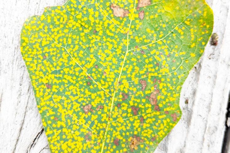 Texas A&M good for identifying diseases in plants